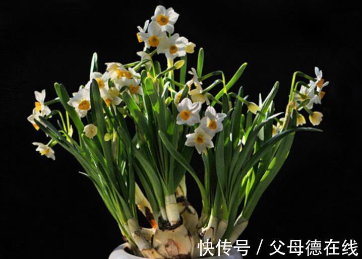 适合冬天的6种盆栽花，皮实好养颜值高，香味清新超迷人