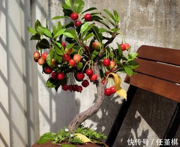 栽花盆里的这几种水果树,种一棵可以吃几年,造型修整下确定美