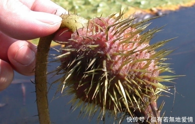 马蹄菜|农村大山特有的6种美味蔬菜，个个都很美味，你吃过几种