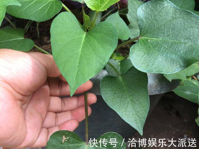 木耳菜|3种吃剩的“菜杆子”,丢土里,长成一片“绿萝”,3天采摘一大盆