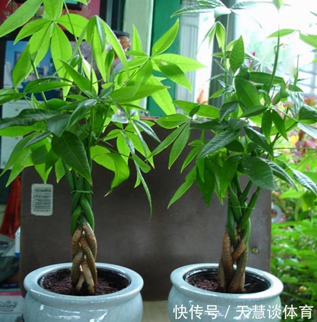 天气冷,六种花要“干养”,少水多晒才健壮,养成老桩更旺家