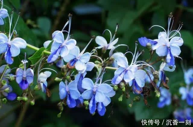 6种花就得现在买,养到夏天就能开爆,越热开花越多