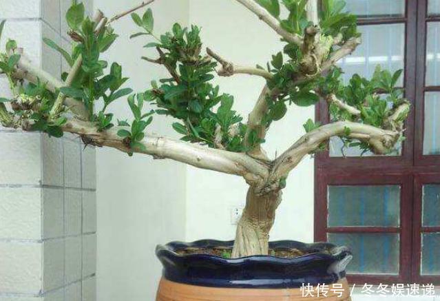 不会养花,就养这2种绿植,好养能吃花芳香,两年长成盆景