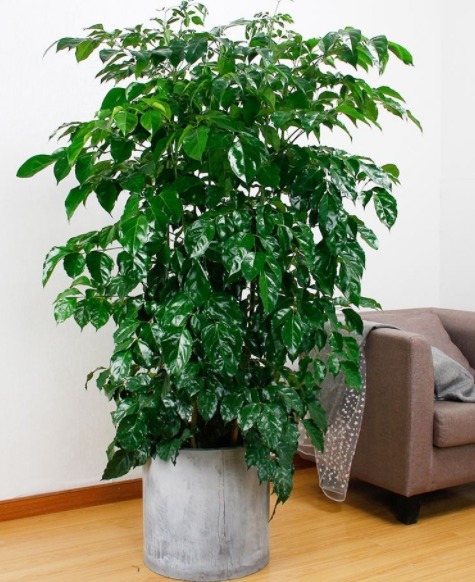 三种”招财花“不要买仍在盆中就成活,一星期就可生根!