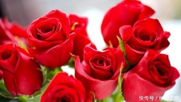 玫瑰|喜欢菊花,不如养盆“珍品玫瑰”卡罗拉,花色红艳似火,惹人喜爱