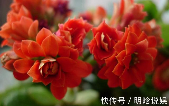 长寿花是时候施肥了,来点白色粉末兑水浇花,睡醒了就等开花