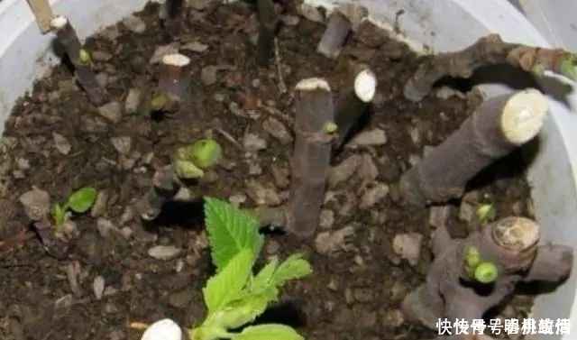 这“2种”水果,剪根枝条插土里,15天生根,2年结果,果子吃不完