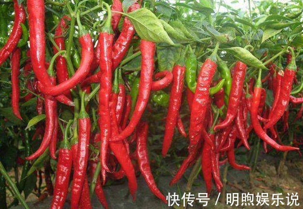 胡萝卜|俗话说：多吃萝卜少吃药！有4个禁忌，吃错遭殃的是自己