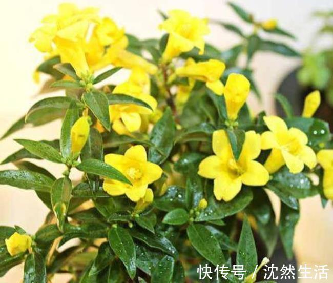 耐寒|5种花冬天再冷也不怕，年前搬进室内，过年就开花，喜庆又漂亮！