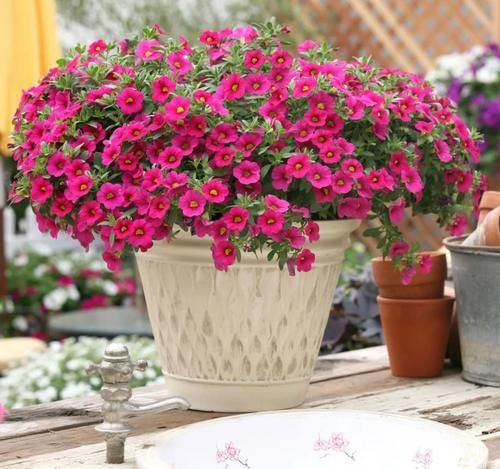 阳台小型草花选这5种，只要光照充足，就能变成“开花机器”