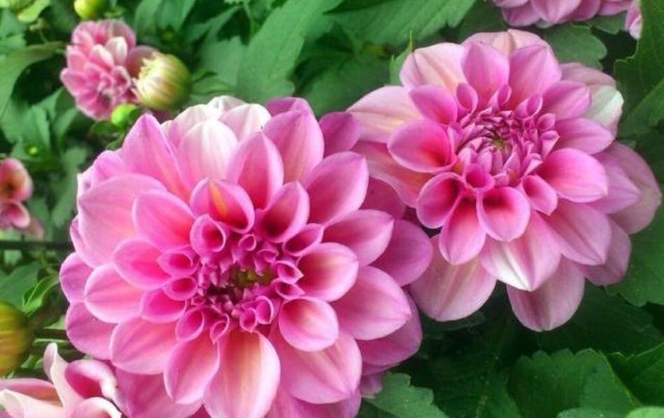 “4种花”花朵硕大、花期长,一开就是300天,观叶又赏花!