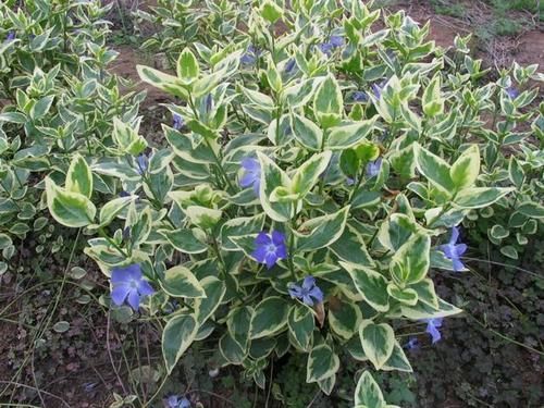 4种喜阴花,家里光照不好也能养,叶子比花还漂亮,是盆栽佳品