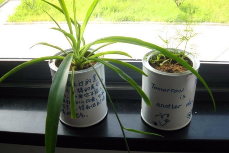 植物|别把铁罐子扔了、卖了,钻孔养花,植物长得好,越看越讨喜