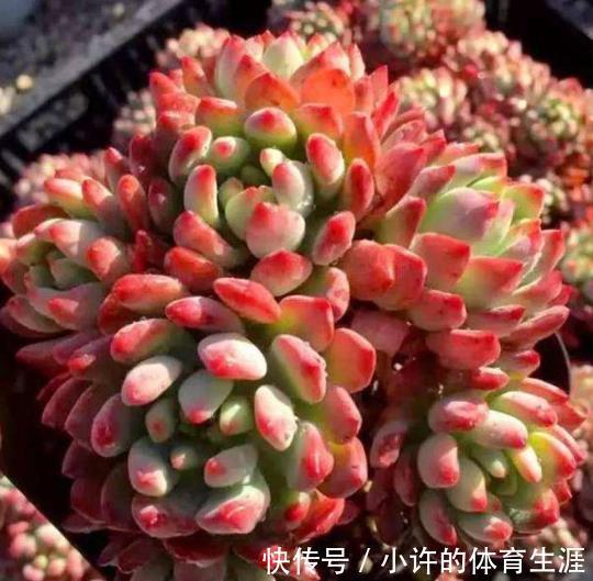人见人爱的1款高颜值多肉，叶片饱满鲜艳，养成群生小老桩