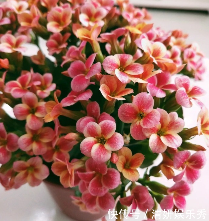 肥料|长寿花这样养，春天花朵呼呼开，一年养成漂亮老桩！