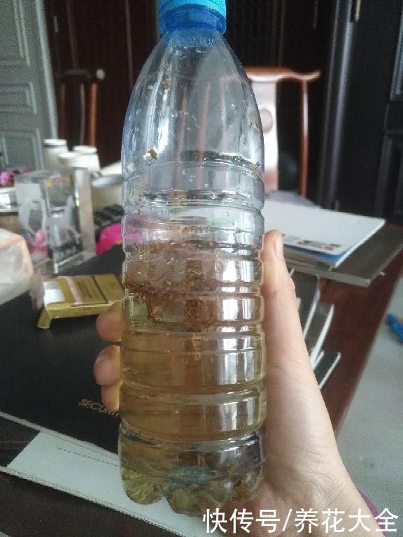 飞虫|夏天养花杀虫大法，简单易上手，从此花虫去无踪