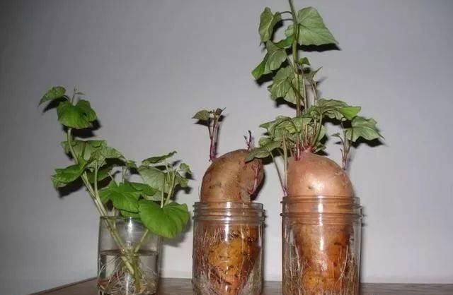 香菜|这5种菜根适合水培,直接放水里,长出小盆栽叶子也鲜美