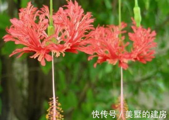 叶花|农历8月3号起，最适合养这些花，疯狂开花，满园子飘香