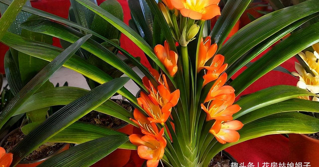 入冬后的君子兰,按照这些要求去做,帮你解决掉不开花的烦恼