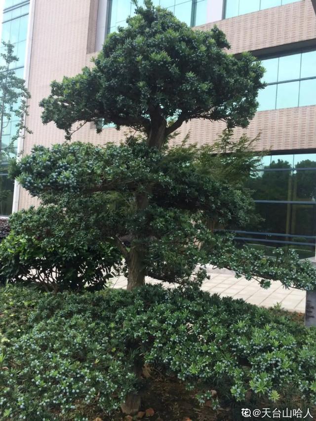 盆景家里养盆松,代代出富翁,镇宅守家福气旺