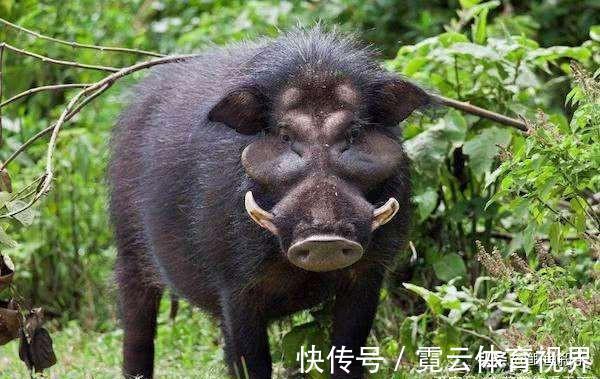 野猪|4次夜钓奇异事件，当时就收竿走人，心理暗示自己吓自己