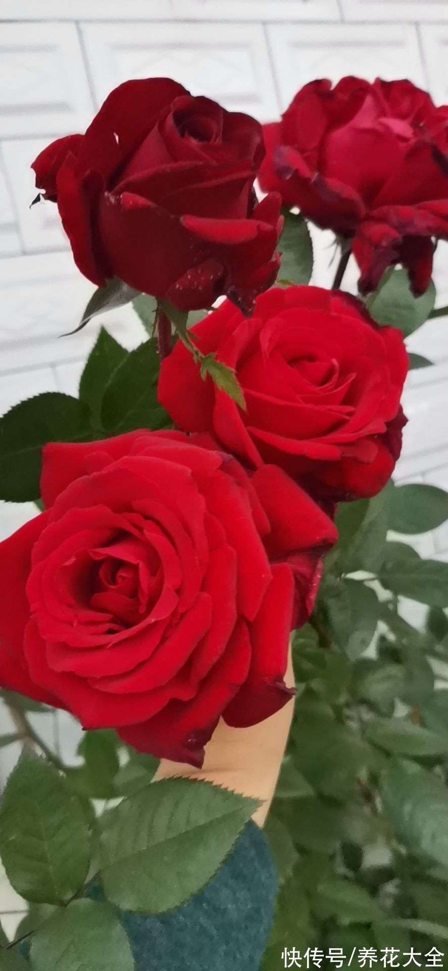 米兰米兰|5种四季开花的植物,养一盆在家里,四季有花看