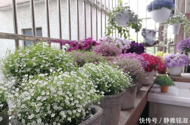 买4种花要想好，都是“1次性”花，开败了也就该扔了