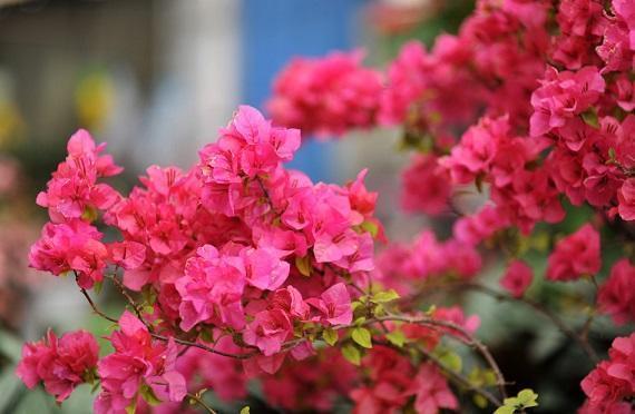 茉莉花、三角梅不开花，施肥光照浇水“齐上场”，花苞全都窜出来