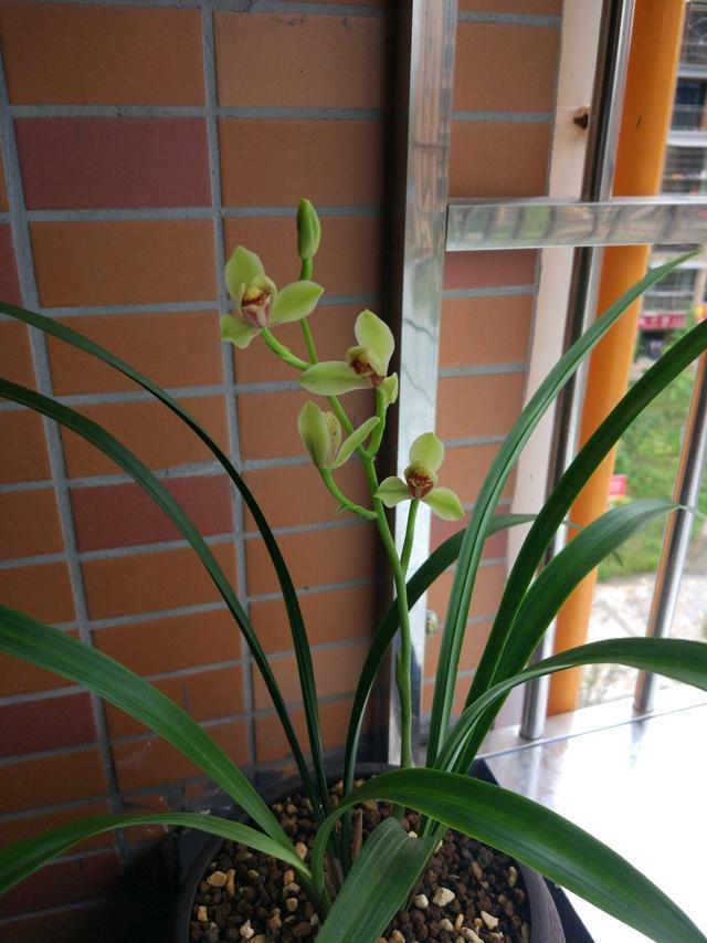 适合新手养的兰花,价格便宜,好养易成活,夏季也开花,花香四溢