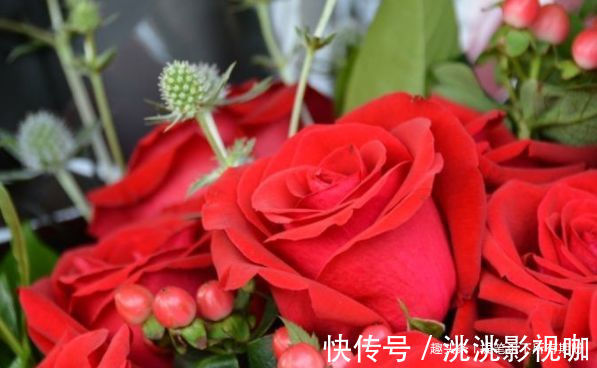 喜欢牡丹，不如养盆优良玫瑰“卡罗拉”，花开红如焰火，绚丽典雅