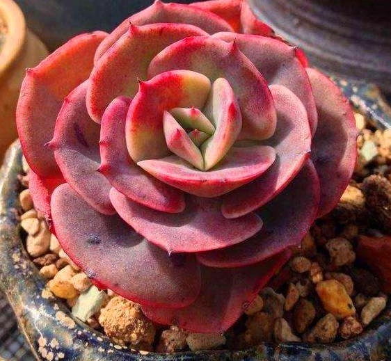 多肉养不活快了解下这些“养护手段”吧,保证你的多肉株株健康