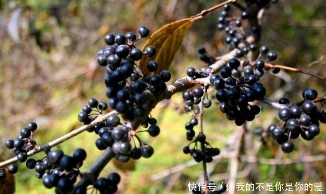 山葡萄|田野间的这种野果子,农民都将它当宝贝一样,你们有没有吃过