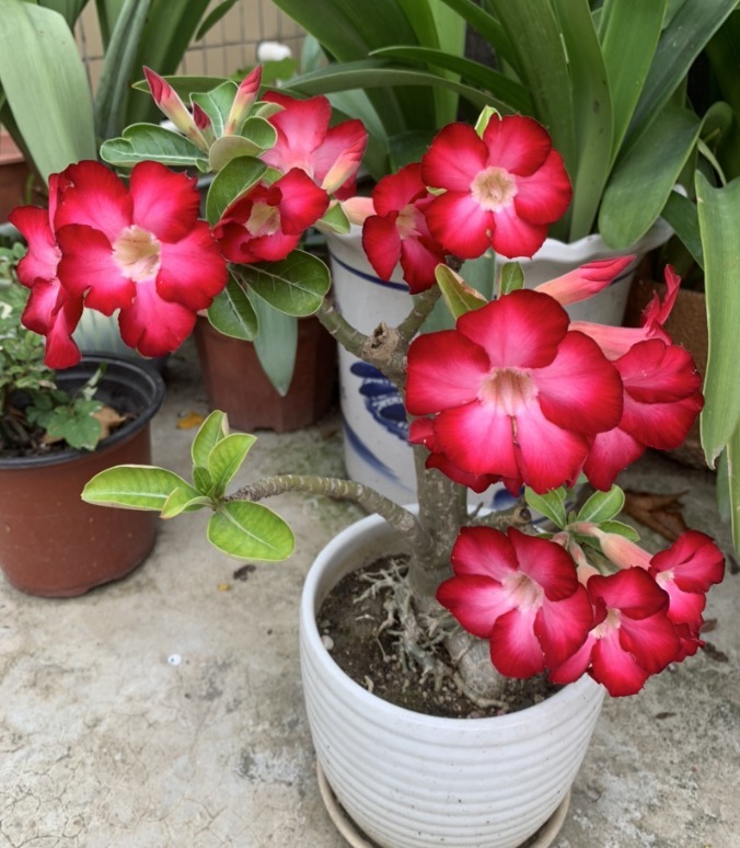 花朵|你见过比它们还红的花吗纯正的国旗红，艳丽夺目！