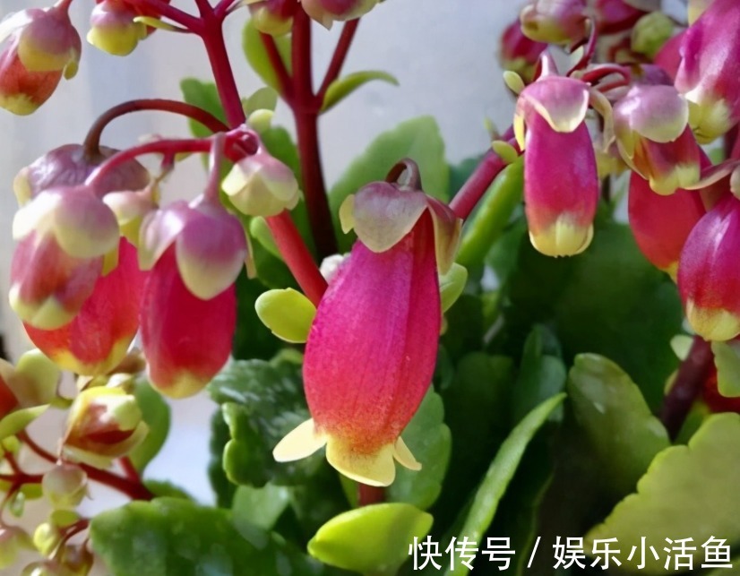 它是肉质“网红花”,寓意吉祥,掌握住技巧,植株轻松爆花