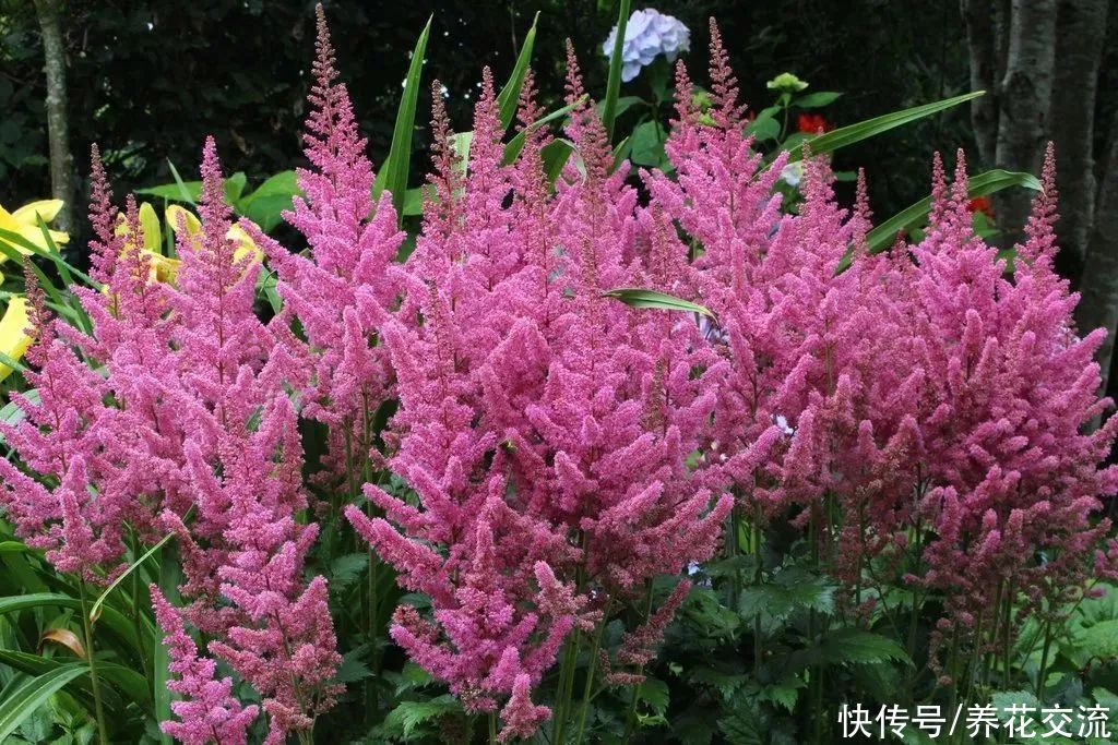 排水性|适合养树荫下的5种观赏植物，有观叶和开花两类植物可供选择