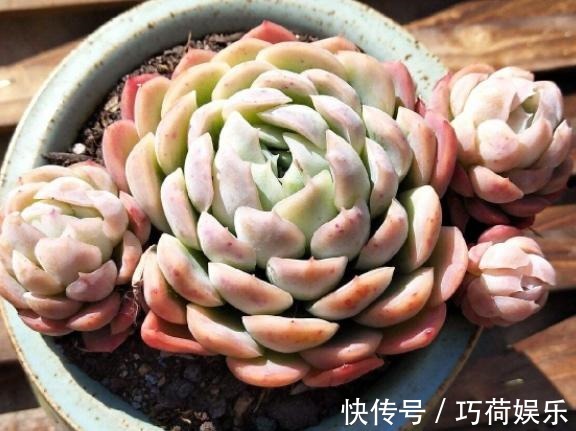 学会给多肉''喷水'',上色容易还好看,1招搞定叶子不着色的难题