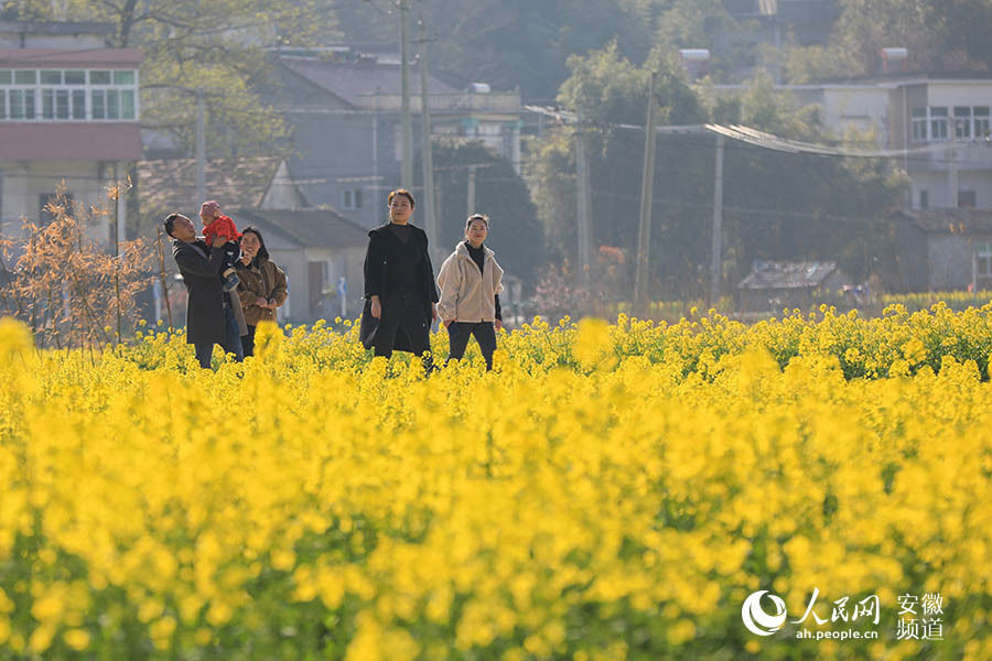 草原|芜湖响水涧：油菜花开满眼春