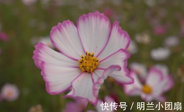 运命论|做人,可以精明,但不能“过头”