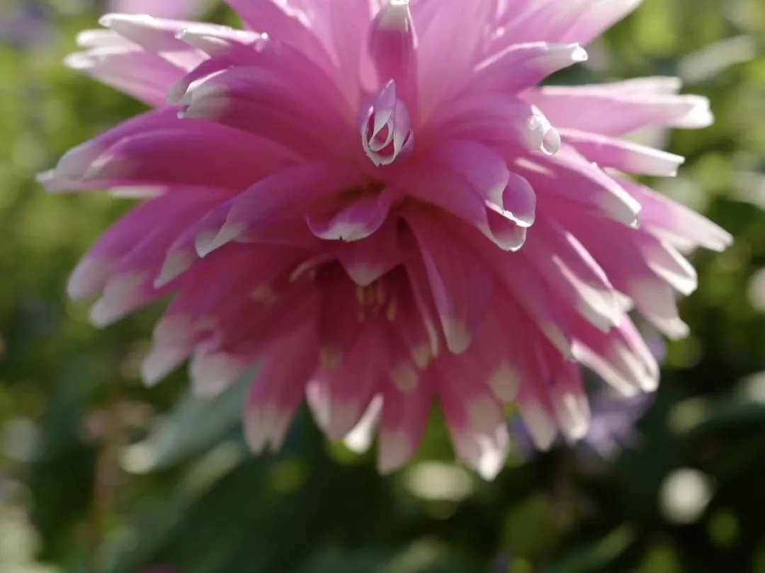 青溪|王维最经典的7首诗,安静而美好,一生至少读一次