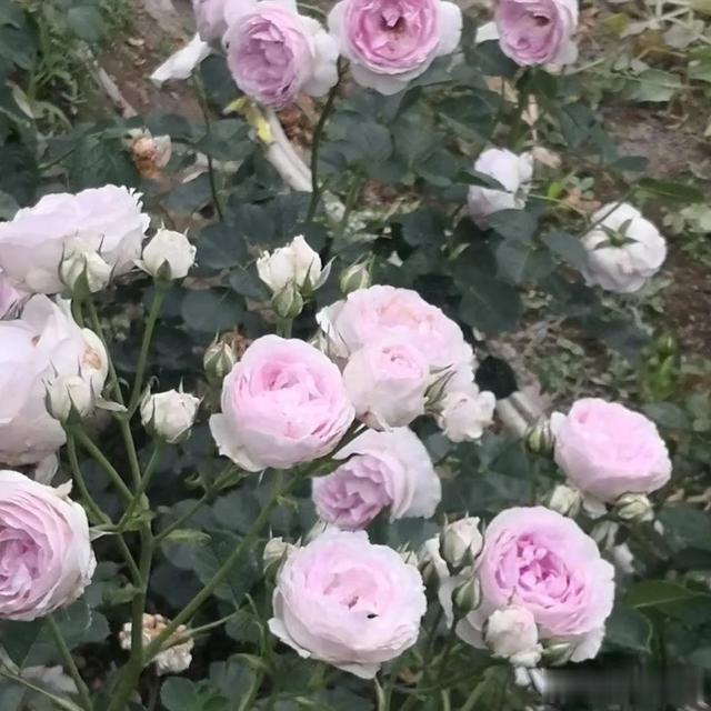 圆滚滚的绣球，瀑布般的花墙，这届花友也太会种花了吧