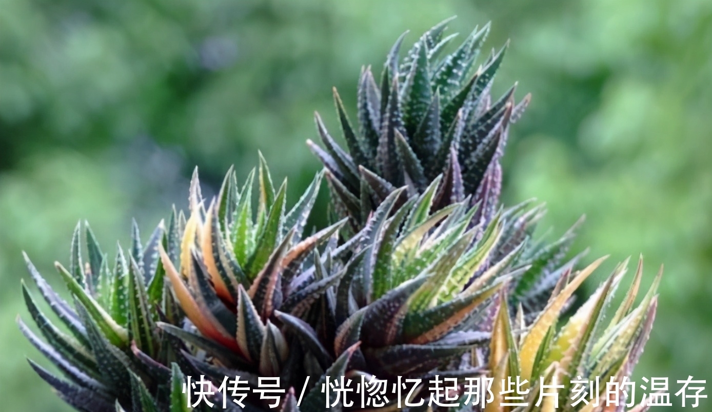 多肉要使劲晒才能出状态?这4种多肉“怕晒”,暴晒难养好