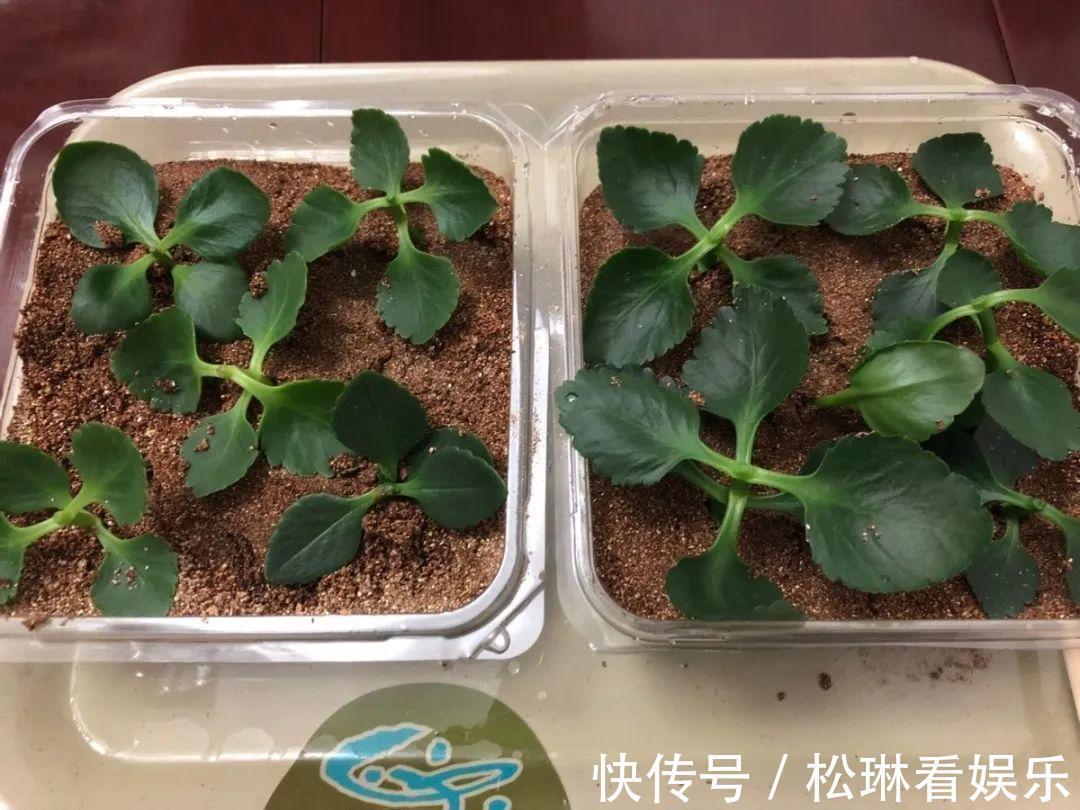 休眠|家里有这7种花,少浇水、不能晒,天热要休眠!