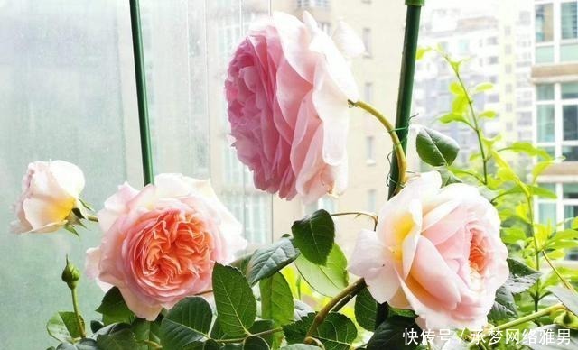 开爆|爱你的小花匠,七夕前,养好了20种月季花,随便1种都已开爆盆