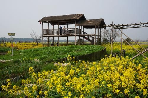 走进溧阳之二：溧阳有个打卡地，稻花香里的庆丰面面俱“稻”