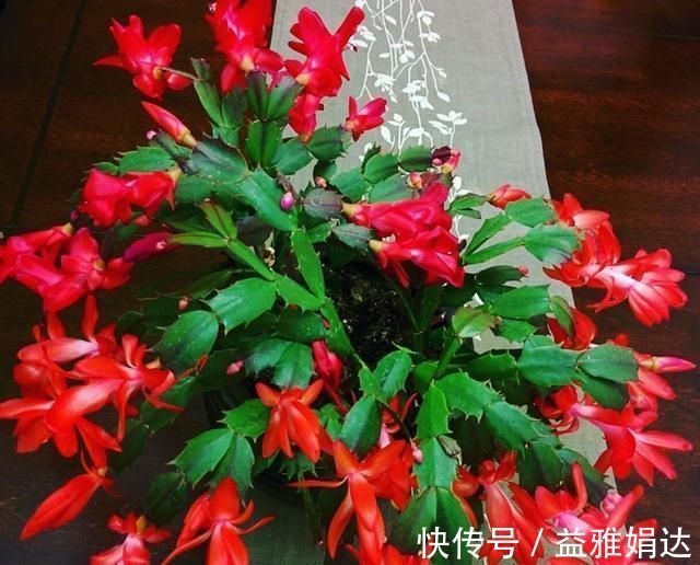 “生根剂”不用买,这2种家家都有,老花匠自己做生根快效果更好