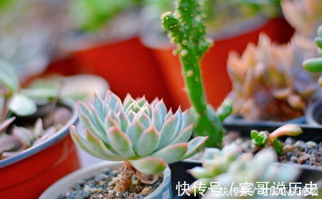 5种自带体香的多肉植物,阳台养一盆,香喷喷