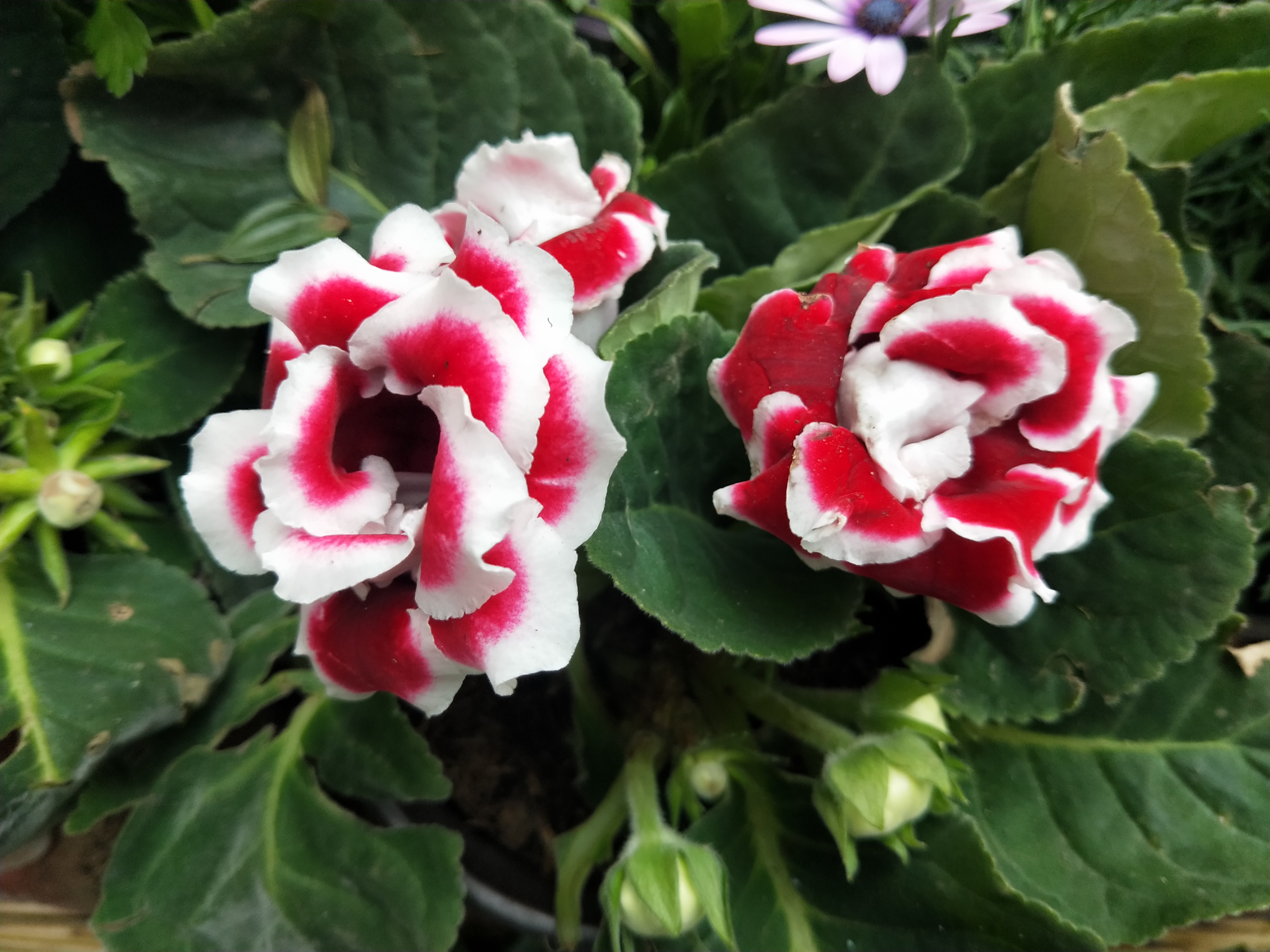 大岩桐常用的3种繁殖方法,简单易懂,一学就会