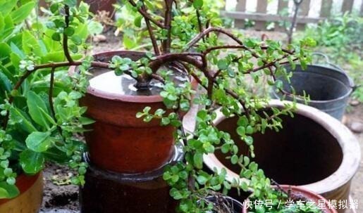 5种“植物”,寓意吉祥还“招财”,可以多养三四盆,比发财树强!