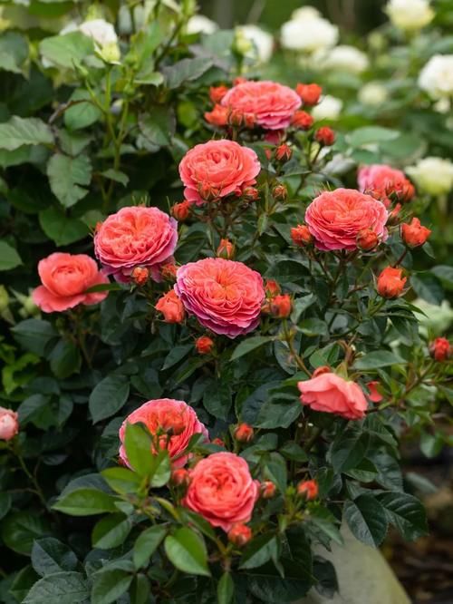 超全面园艺干货盘点丨浇水、施肥、爆花全都有，还怕养不好花吗？