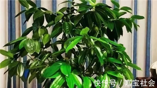 施肥|2种“废水”家家有,处理之后来浇花,根粗叶绿,半年不用施肥